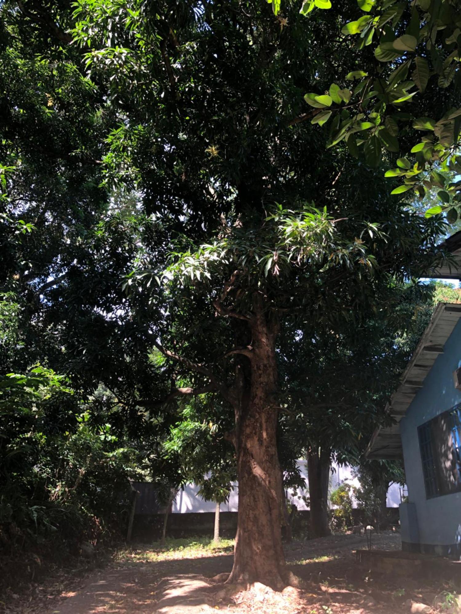 Hostal Juan Lindo 圣佩德罗苏拉 外观 照片